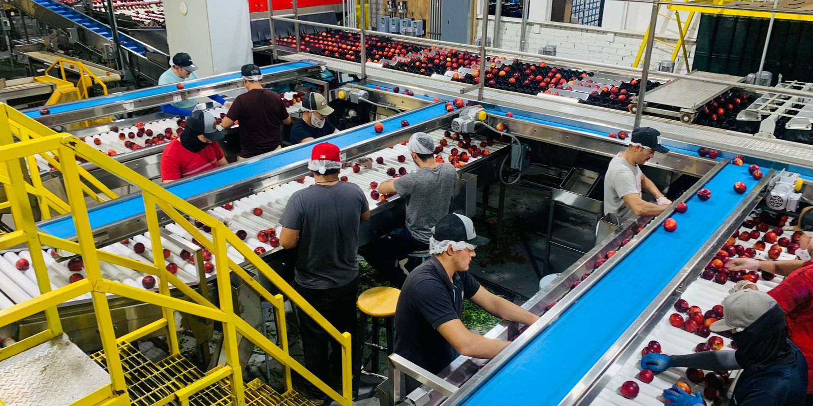 Workers in hairnets sort fresh fruit on blue conveyor lines in a bright packing plant