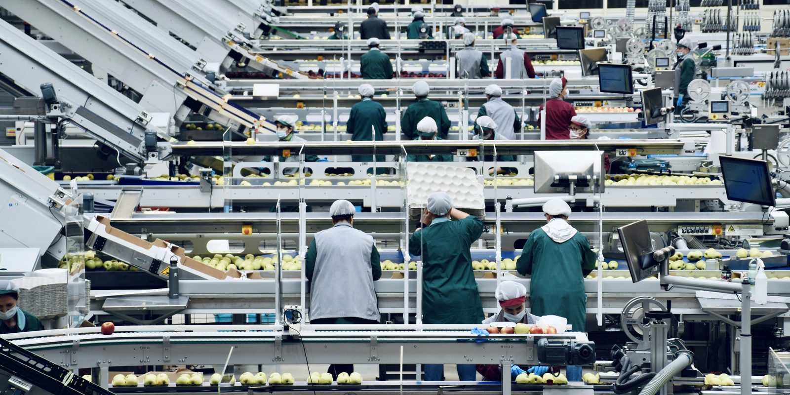 Workers in hairnets and green coats pack apples along a long, bright automated sorting line