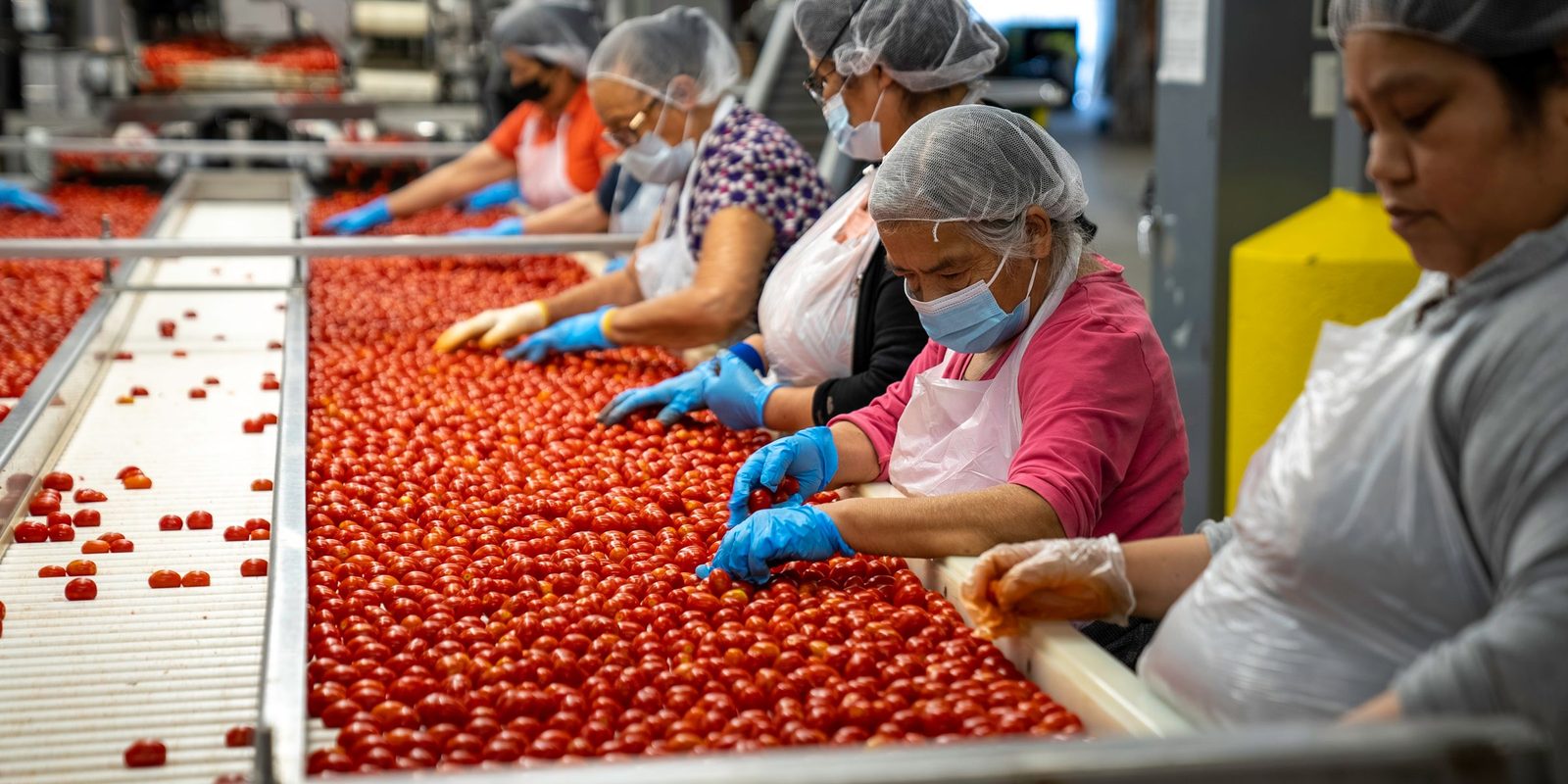 Workers in hairnets and masks pick through cherry tomatoes on a sorting line