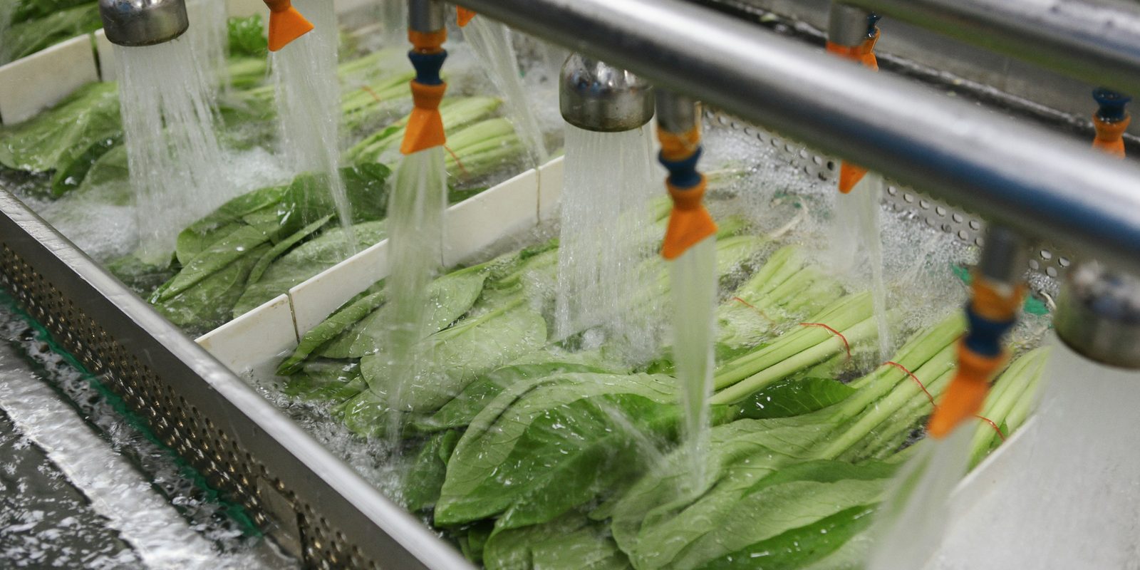 Leafy vegetables pass under water sprays on a stainless steel washing line in a food plant